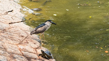 The park provides habitat and sanctuary for animals like birds and turtles, enriching the regional biodiversity.